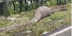 Geger Penemuan Ular Piton di Sulsel, Perut Bengkak Usai Makan Sapi
