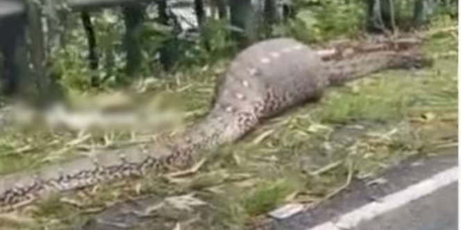 Geger Penemuan Ular Piton di Sulsel, Perut Bengkak Usai Makan Sapi