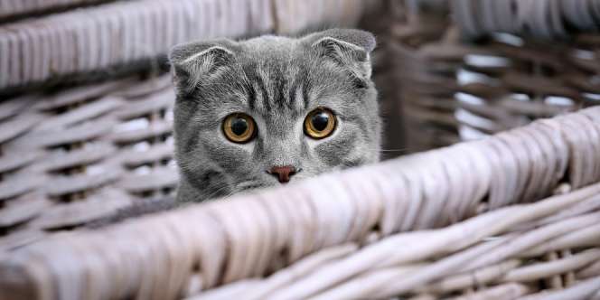 24 Jam Pertama Bersama Kucing Lucu di Rumah, Apa Saja yang Harus Dilakukan? 