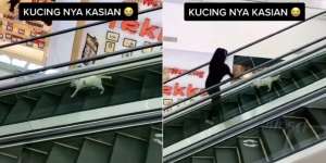 Viral Video Kucing Mau Turun di Eskalator Bergerak Naik, Aksi Wanita Ini Dipuji
