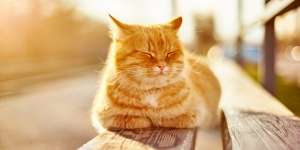 Bikin Gemas, Ini Makna Kucing Tidur dengan Kepala Tetap Tegak