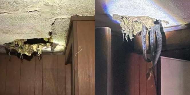Plafon Rumah Kontrakan Jebol, Penghuni Syok Lihat yang Menjuntai ke Bawah