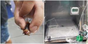 Hati Seperti Emas! Pria Ini Tolong Kecoa yang Terinjak, Bawa ke Dokter