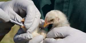 Infeksi Flu Burung Pertama Pada Manusia Ditemukan di China