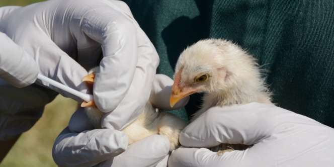Infeksi Flu Burung Pertama Pada Manusia Ditemukan di China