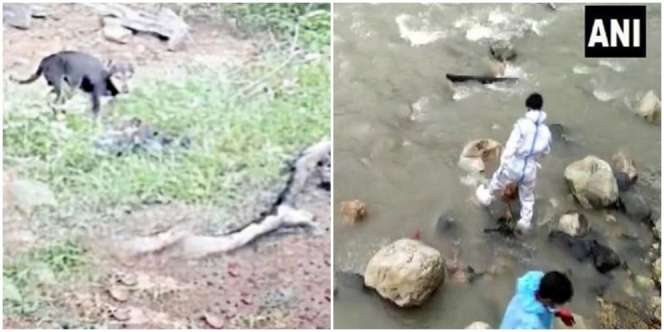 Ngeri, Mayat-Mayat Pasien Covid-19 di India Dimakan Anjing Liar