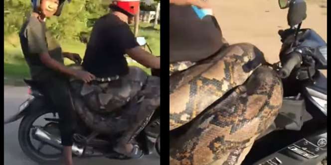 Merinding, Pengendara Motor Bawa Ular Piton 200 Kg Lilit di Pinggang