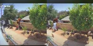 Terekam Video, Bocah Ini Bertarung Lawan Beruang Raksasa Selamatkan Anjingnya