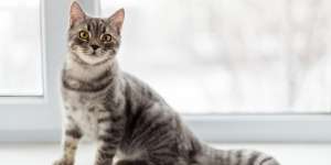 Manfaat Cuka Apel untuk Jaga Kesehatan Kucing, Pahami Juga Risikonya