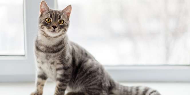 Manfaat Cuka Apel untuk Jaga Kesehatan Kucing, Pahami Juga Risikonya