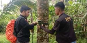 Geger Makhluk Misterius di Sumbar: Ukuran Besar, Berbulu Lebat, dan Berbau Busuk