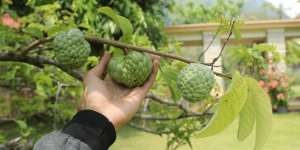 Pernah Mencuri Buah Lalu Tobat Tapi Tak Temukan Pemiliknya, Harus Bagaimana?