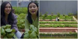 Hobi Cocok Tanam, Lihat 10 Potret Kebun Pribadi Prilly Latuconsina