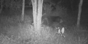 Terkuak! Sosok Makhluk Misterius Gegerkan Warga Sumbar, Ternyata...