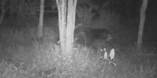 Terkuak! Sosok Makhluk Misterius Gegerkan Warga Sumbar, Ternyata...