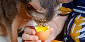 Manfaat Kuning Telur Mentah untuk Kesehatan Kucing, Aman Asal…