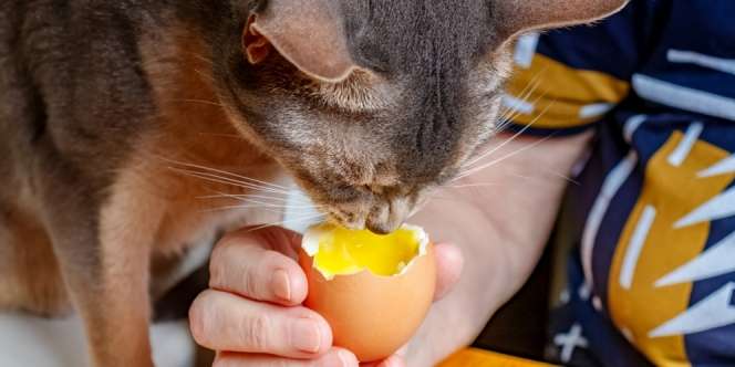 Manfaat Kuning Telur Mentah untuk Kesehatan Kucing, Aman Asal…