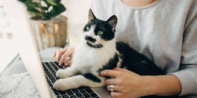 Penasaran Seberapa Pintar Kucing Kesayanganmu? Ini Jawabannya!