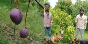 4 Satpam dan 6 Anjing Disewa Buat Jaga Mangga Termahal di Dunia