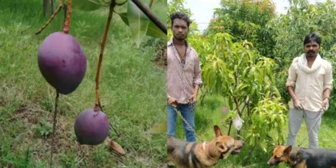 4 Satpam dan 6 Anjing Disewa Buat Jaga Mangga Termahal di Dunia
