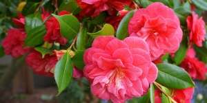 Hadirnya Wangi Bunga Camelia dalam Produk Pembersih Pakaian
