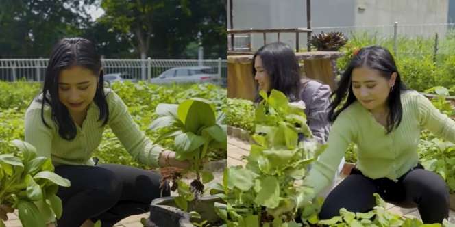 10 Momen Seru Prilly Latuconsina Panen Hasil Kebun, Coba Healthy Lifestyle