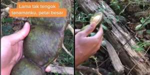 Petai Raksasa Bikin Heboh Medsos, Kupasnya Saja Pakai Palu