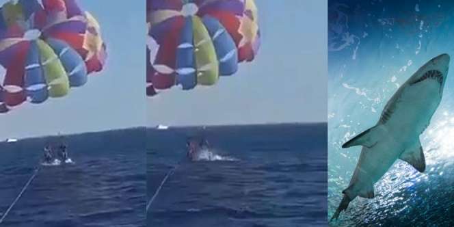 Video Detik-Detik Mengerikan Kaki Pria Diterkam Ikan Hiu Saat Paragliding