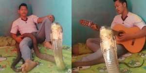 Tetap Santuy Gitaran Meski Ada King Cobra di Kasur, Panji Petualang Lewat...