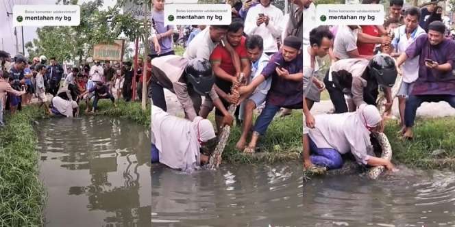 Viral Emak-Emak Maju Terdepan Tangkap Sanca di Selokan, 6 Lelaki di Belakangnya