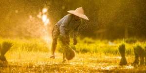 Strategi Food Estate dalam Hadapi Ancaman Krisis Pangan, Efektifkah?