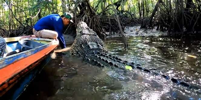Penampakan Buaya Riska yang Dirawat Pak Ambo, Usia 24 Tahun Ukuran Bikin Syok