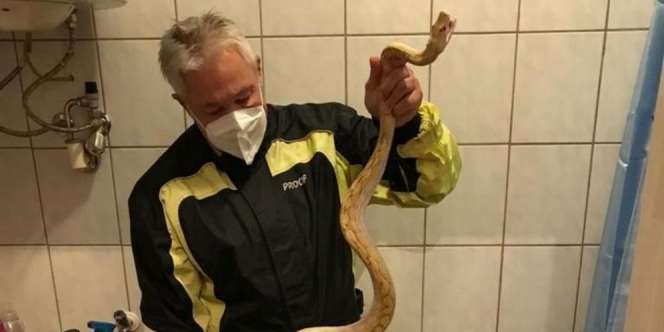 Buang Hajat di Toilet Seperti Ada yang Cubit, Pas Periksa Syok Ada Ular Piton
