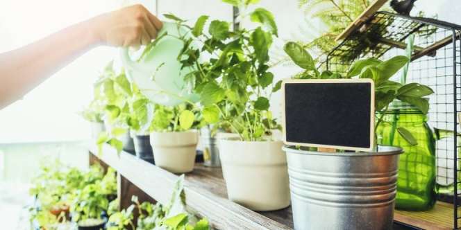 Area Rumah yang Bisa Digunakan untuk Menanam Bahan Makanan