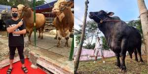 6 Seleb Turun Langsung Pilih Hewan Kurban, Ada yang Beli Sapi Sekandang