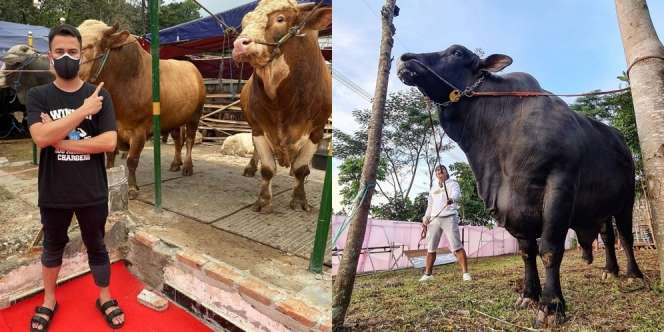 6 Seleb Turun Langsung Pilih Hewan Kurban, Ada yang Beli Sapi Sekandang