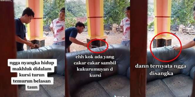 Ada yang Cakar-Cakar di Dalam Sofa, Saat Dibuka Tak Disangka Ada Makhluk Ini