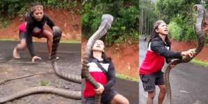 Aksi Mendebarkan Warga Tangkap King Cobra Segede Garaga dengan Tangan Kosong