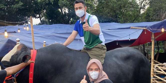 Raffi Ahmad Borong 10 Sapi Kurban Berukuran Jumbo, Belinya Enggak Pakai Mikir