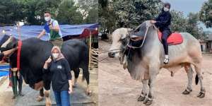 6 Foto Sapi Kurban Milik Artis Ukuran Jumbo, Atta Bikin Syok!