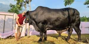 Sapi Kurban 1,3 Ton Milik Irfan Hakim 'Menangis' Bikin Netizen Salfok