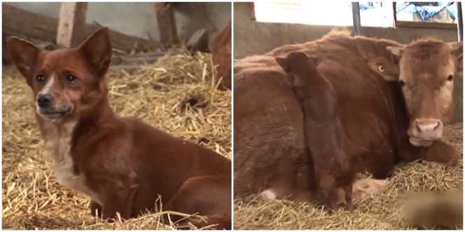 Kisah Haru Anak Anjing dan Sapi, Menangis Sampai Mogok Makan Karena Dipisahkan