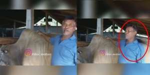 Pedagang Hendak Beberkan Bobot Sapi, Endingnya Tak Terduga