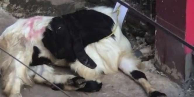 Momen Lucu Kambing Kurban 'Pura-Pura Mati' Saat Hendak Disembelih