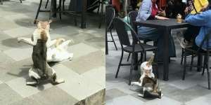 Terkejut Ada Kucing Kelahi, Ekpresi Kaget Emak-Emak Bikin Ngakak