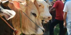 100 Ribu Kantong Daging Kurban Tersebar di Seluruh Indonesia