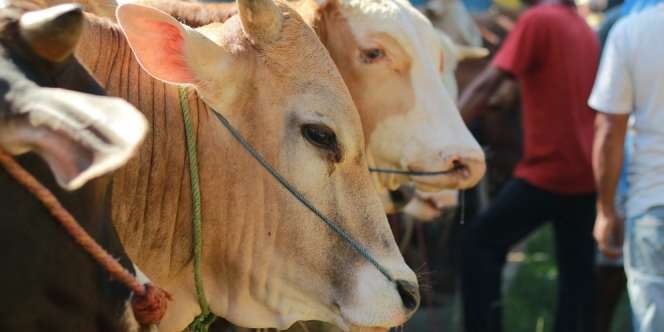 100 Ribu Kantong Daging Kurban Tersebar di Seluruh Indonesia