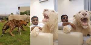 Video Pangku Singa Layaknya Bermain dengan Kucing, Netizen Terkejut Endingnya