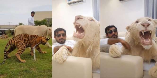 Video Pangku Singa Layaknya Bermain dengan Kucing, Netizen Terkejut Endingnya