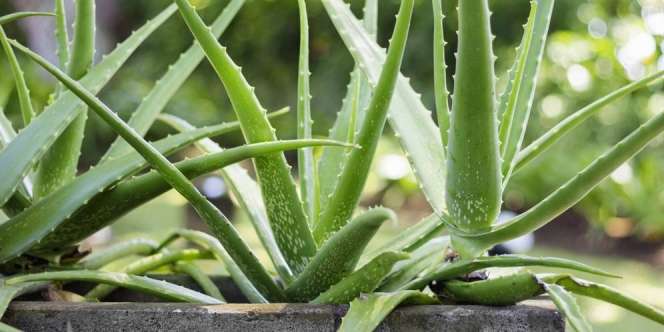 Jangan Sampai Lidah Buaya Layu, Lakukan Hal Ini
